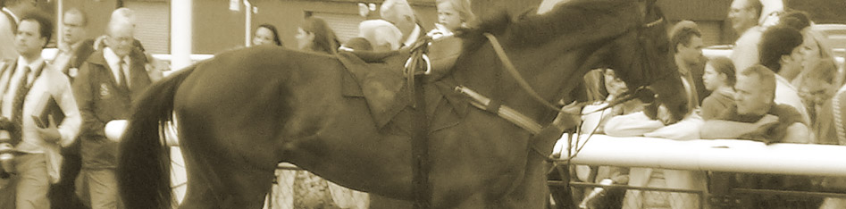 Horse Sales and Syndication